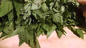 Fetishizing the sting of stinging nettles in explicit video